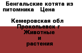 Бенгальские котята из питомника › Цена ­ 20 000 - Кемеровская обл., Прокопьевск г. Животные и растения » Кошки   . Кемеровская обл.,Прокопьевск г.